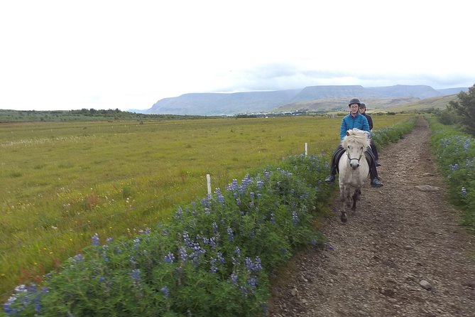 1+ hour Private Horse riding tour from Reykjavík/Mosfellsbær - Getting started at the stables, and why the private setup changes everything