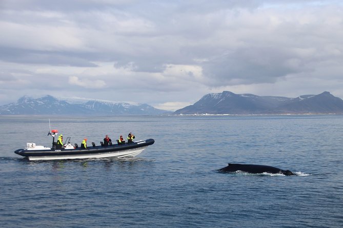 2-Hour RIB Boat Whale Watching Tour from Reykjavik - Old Harbour Check-In, Gear Up, Then Go