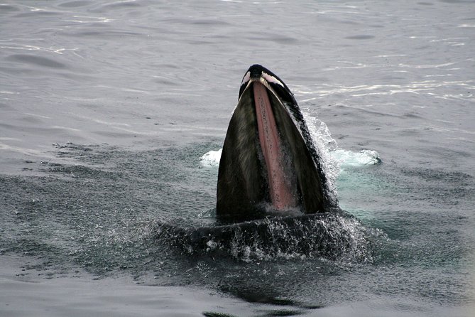 2-Hour RIB Boat Whale Watching Tour from Reykjavik - Akurey Puffin Stop in Summer: Worth It, With One Catch