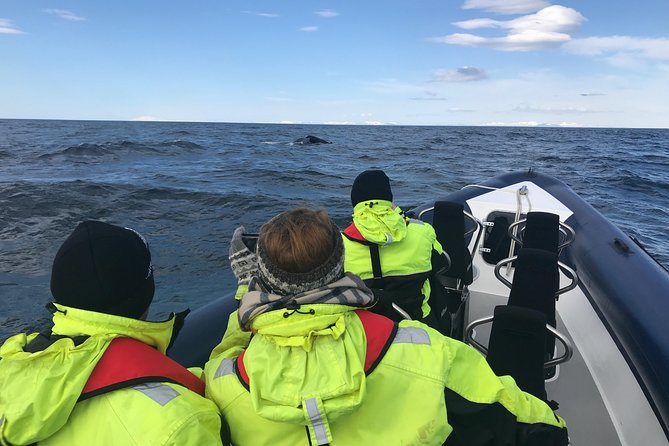 2-Hour RIB Boat Whale Watching Tour from Reykjavik - Return to Reykjavik: Coast Views and Final Scans