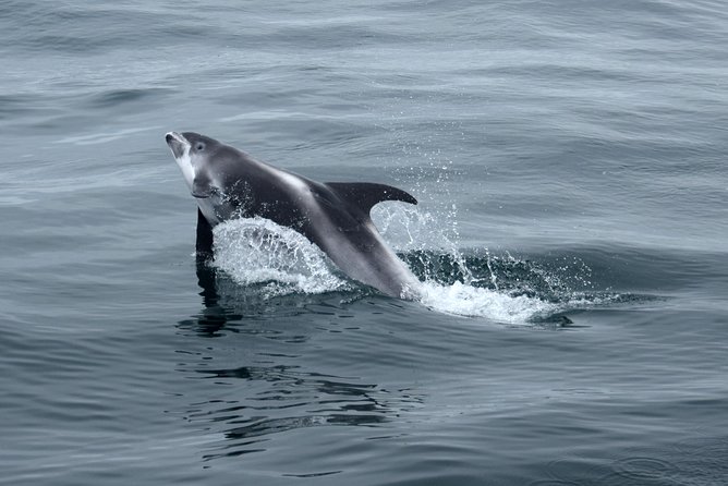 2-Hour RIB Boat Whale Watching Tour from Reykjavik - Price and Value: Is About $189.87 Fair?