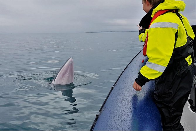 2-Hour RIB Boat Whale Watching Tour from Reykjavik - The 2-Hour Route: What Your Water Time Really Feels Like