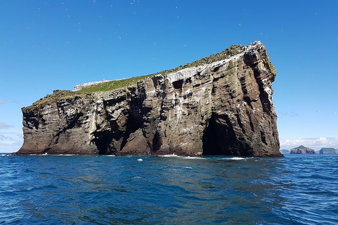 2 hour Round Trip in Vestmannaeyjar on a RIB Boat - Wildlife Expectations: Puffins, Eider, Whales, and Seals