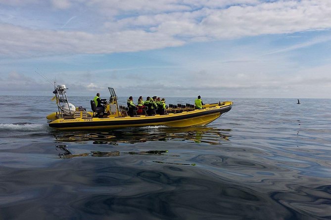 2 hour Round Trip in Vestmannaeyjar on a RIB Boat - Warm Gear, Safety, and Who Should Skip This