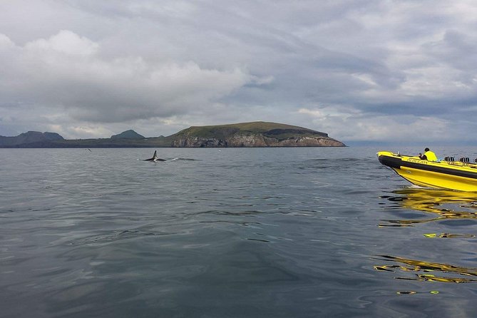 2 hour Round Trip in Vestmannaeyjar on a RIB Boat - Price and Value for a 2-Hour RIB Safari
