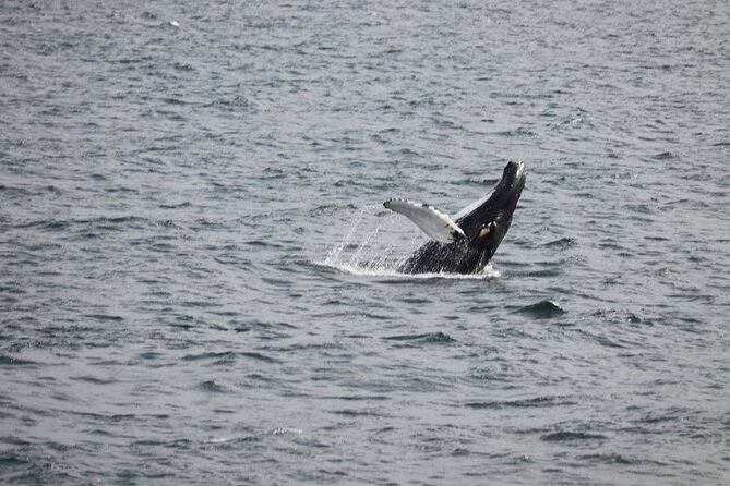 2 Hours Whale Watching Express Adventure - Express Whale Watching from Reykjavik: Built for Action Without the Long Day