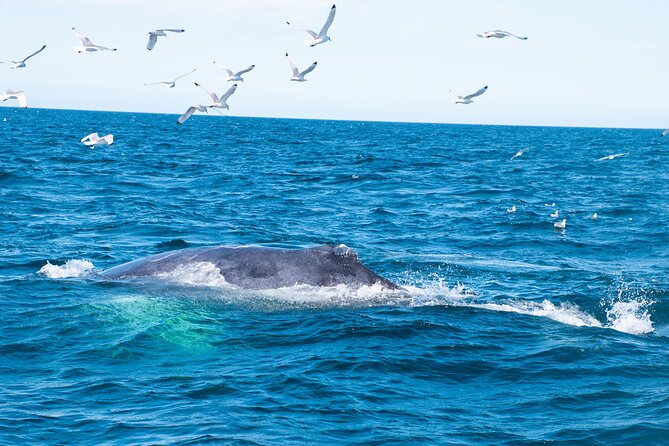 2 Hours Whale Watching Express Adventure - What to Bring (So Cold Weather Does Not Spoil the Fun)