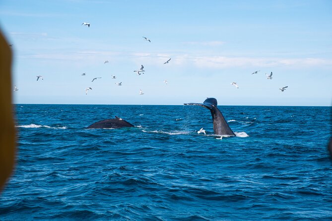 2 Hours Whale Watching Express Adventure - Price and Value at $98: What You Are Actually Paying For