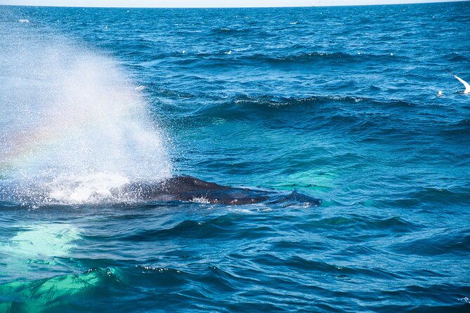 2 Hours Whale Watching Express Adventure - Who This Trip Suits Best (and Who Might Want a Different Plan)