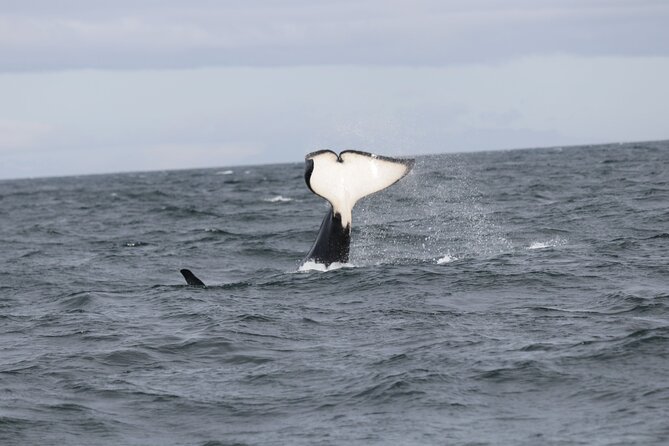 2 Hours Whale Watching Express Adventure - Onboard Comfort: Heated Cabins, Toilets, and WiFi You Can Actually Use