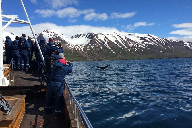 7-Day Complete Iceland: South Coast, Golden Circle, Akureyri & Snaefellsnes - Day 5: Akureyri area, Dalvik whale watching, and Siglufjörður