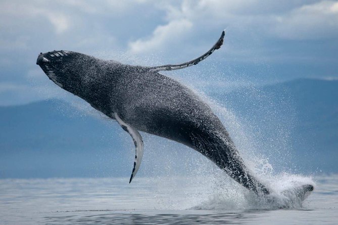 ATV & Whale Watching Full day adventure in Reykjavik - Pickup Timing and Gear Prep: How You Start the Day Smoothly