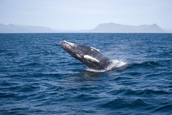 ATV & Whale Watching Full day adventure in Reykjavik - Reykjavik Old Harbor Break: Refuel Before the Boat Part