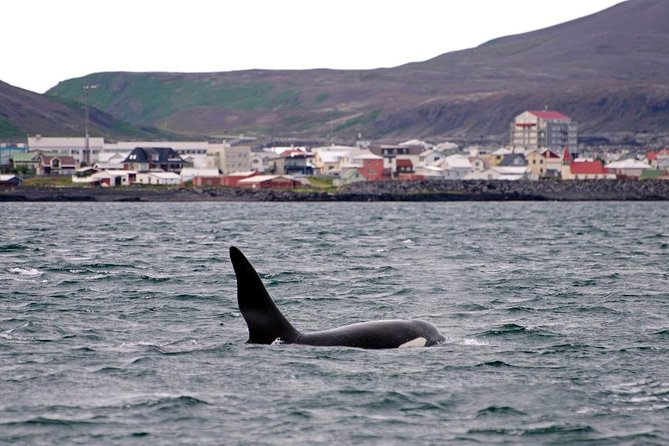 ATV & Whale Watching Full day adventure in Reykjavik - Whale Watching in Faxafloi Bay: The Guided 3-Hour Search
