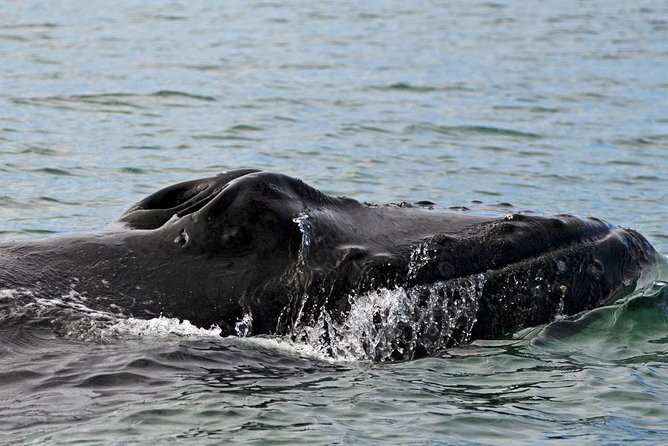 ATV & Whale Watching Full day adventure in Reykjavik - What’s Included That Actually Helps: WiFi, Warmth, and Wildlife Learning