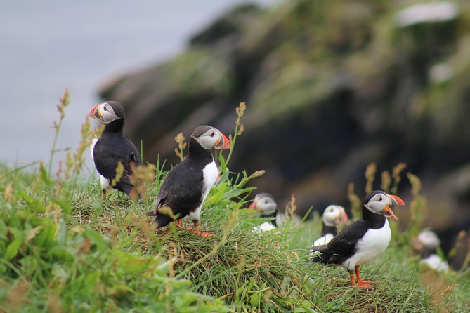 Classic Puffin Watching Cruise from Downtown Reykjavík - Key things you’ll notice on this puffin cruise