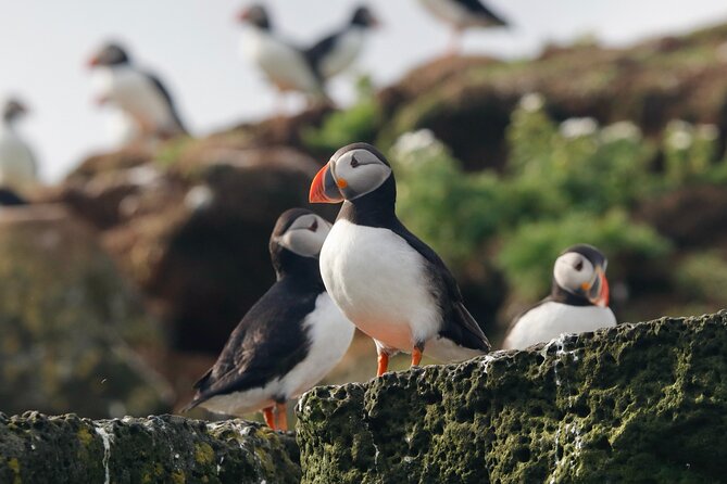 Classic Puffin Watching Cruise from Downtown Reykjavík - Puffin hunting grounds near the city: Engey, Akurey, or Lundey