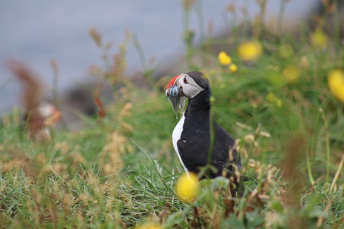 Classic Puffin Watching Cruise from Downtown Reykjavík - Binoculars, rain gear, and photo tips that actually help