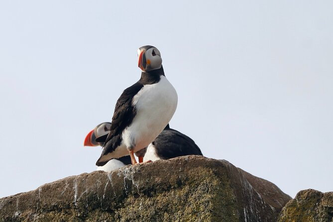 Classic Puffin Watching Cruise from Downtown Reykjavík - Boat comfort, small group dynamics, and easy Reykjavik access
