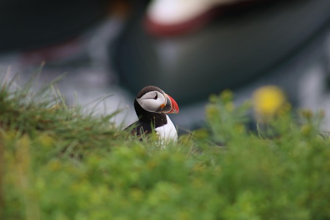 Classic Puffin Watching Cruise from Downtown Reykjavík - How long it lasts, and how to plan your day in Reykjavík
