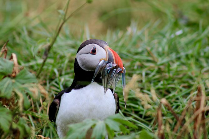 Classic Puffin Watching Cruise from Downtown Reykjavík - Seeing puffins without stepping on land