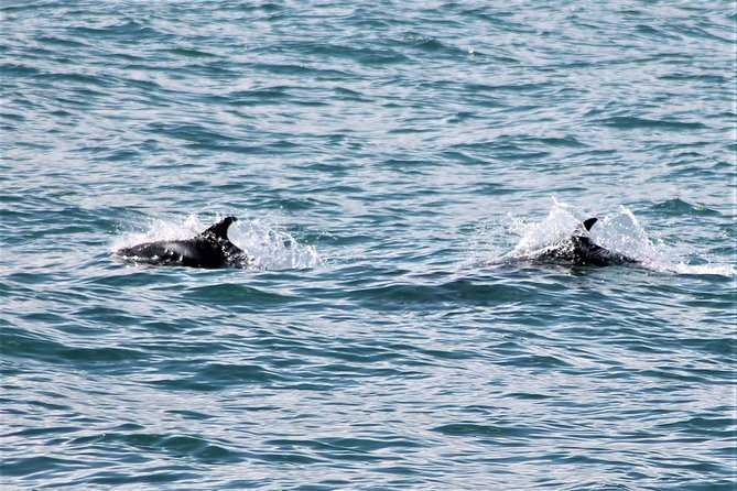 Deluxe Whale Watching and Whales of Iceland Exhibition Combo from Reykjavik - Price and value: paying $120 for a full wildlife-to-museum loop