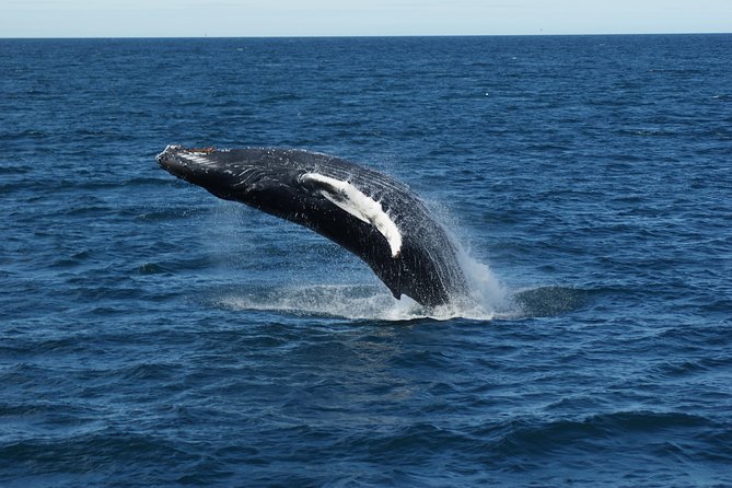 Deluxe Whale Watching and Whales of Iceland Exhibition Combo from Reykjavik - Staying comfortable on the water: warmth, cabins, and sea-sickness support