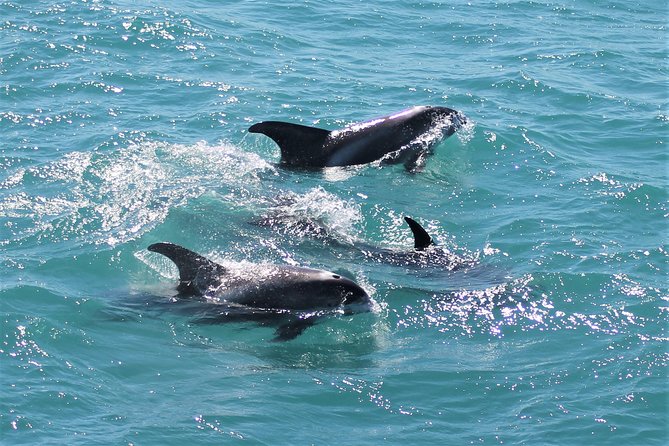 Deluxe Whale Watching and Whales of Iceland Exhibition Combo from Reykjavik - The Whales of Iceland exhibition: turning whale sightings into understanding
