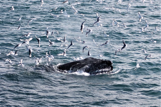 Deluxe Whale Watching and Whales of Iceland Exhibition Combo from Reykjavik - How long it feels: balancing boat time and museum time
