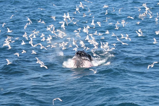 Deluxe Whale Watching and Whales of Iceland Exhibition Combo from Reykjavik - Meeting at Reykjavik’s Old Harbour: start on time and set yourself up