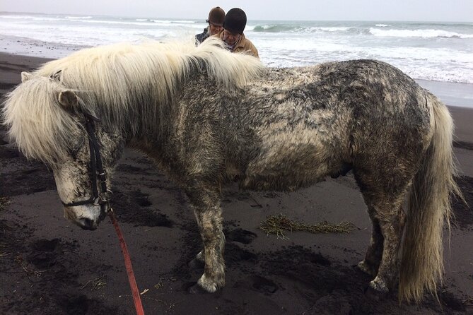 Family Horse Riding Tour in Thorlakshofn - Weather, difficulty, and what to wear so you stay comfortable