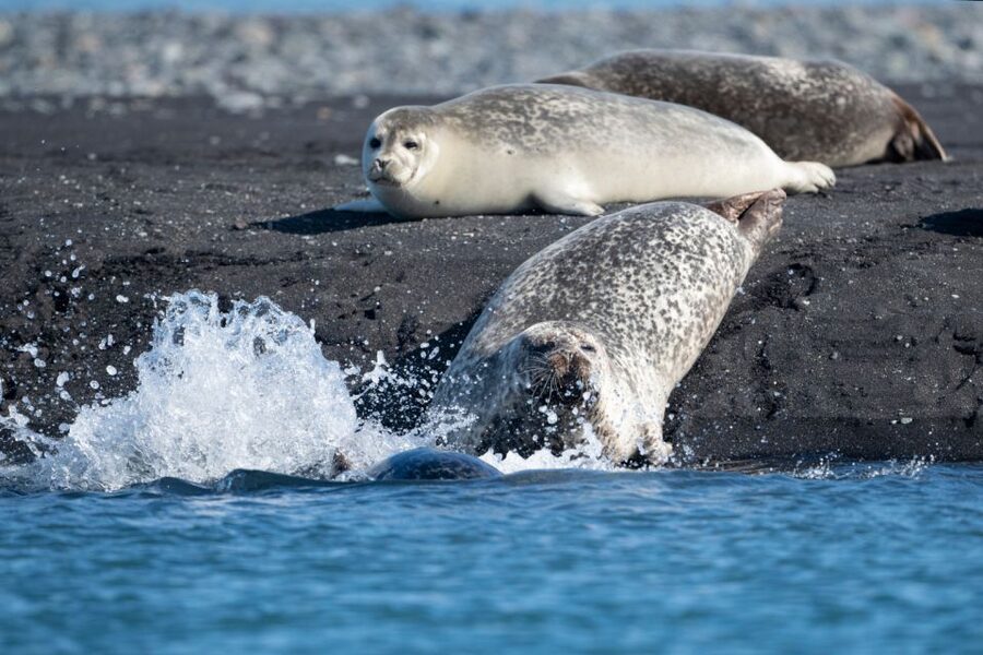 From Reykjavík: 3-Day Tour of the Wild Westfjords - Who This Tour Suits Best in the Real World