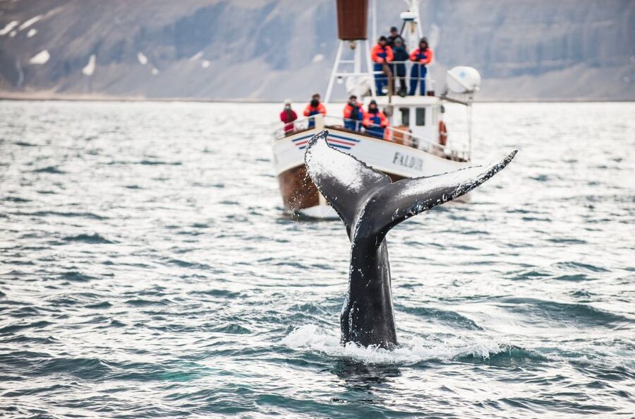From Reykjavík: 4, 5, 6 or 7-Day Small-Group Ring Road Tour - Day 4: Akureyri and the North Coast, plus a whale-watching option