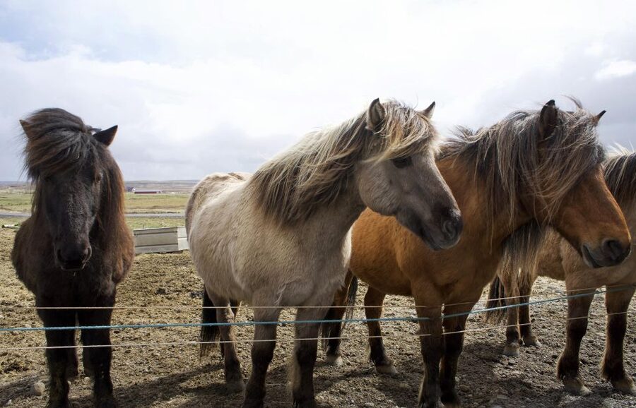 From Reykjavik: 6-Day Icelandic Ring Road Tour - What this 6-day Ring Road tour gives you (and why it works)