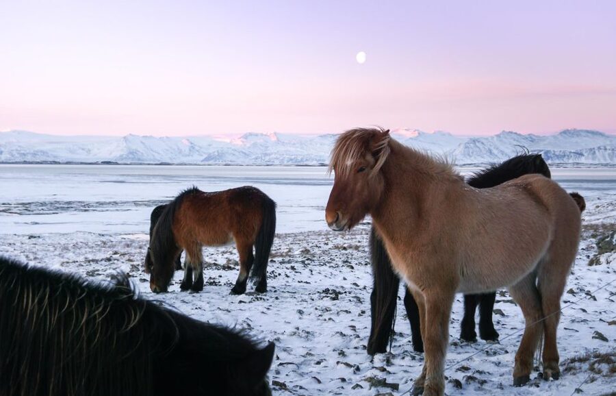 From Reykjavik: 6-Day Icelandic Ring Road Tour - The included glacier experience: how to make it comfortable