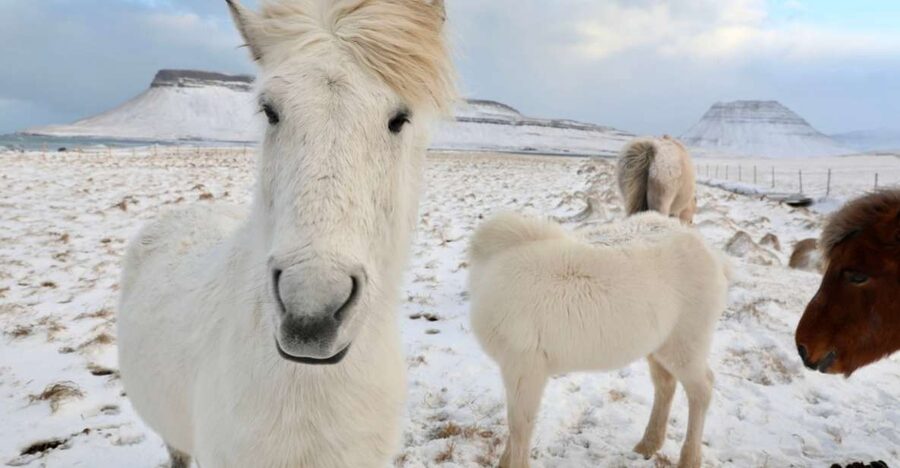 From Reykjavík: Full-day Golden Circle & Horse Riding Tour - Key takeaways before you go
