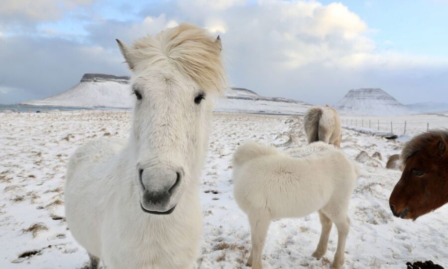 From Reykjavík: Full-day Golden Circle & Horse Riding Tour - How the day starts: Reykjavík pickup to Laxnes Horse Farm