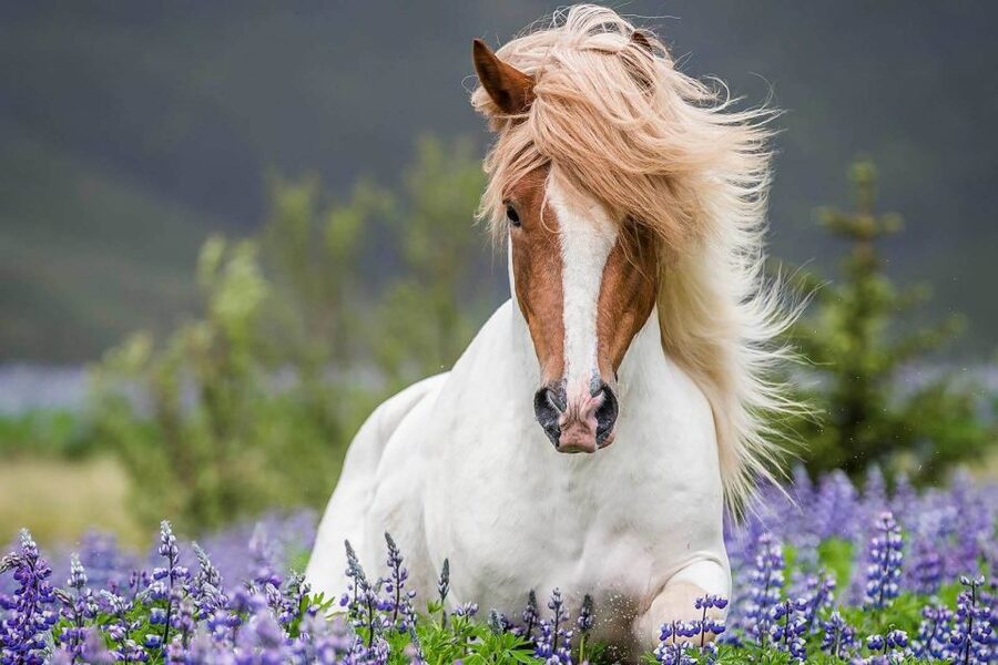 From Reykjavik: Full-Day Horse Riding & Golden Circle Tour - Starting with Icelandic horses at Eldhestar, Laxnes Horse Farm area