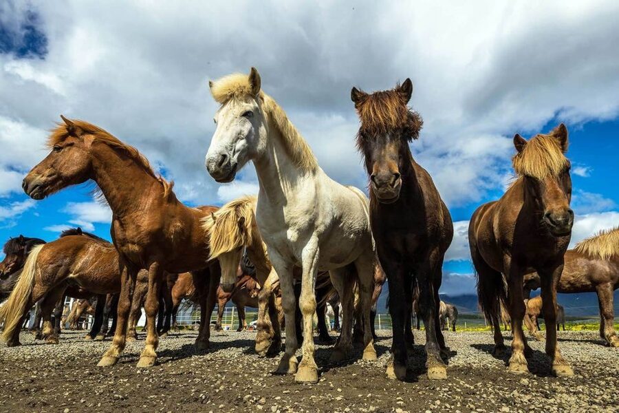 From Reykjavik: Full-Day Horse Riding & Golden Circle Tour - The booking decision: should you choose this one?