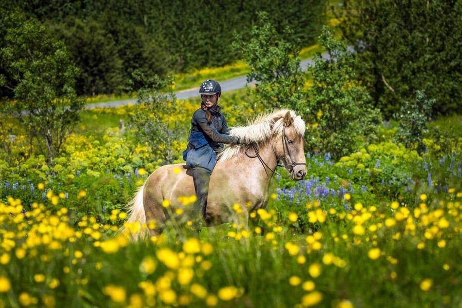 From Reykjavik: Full-Day Horse Riding & Golden Circle Tour - Golden Circle by coach: exactly the big three, no wandering off-plan