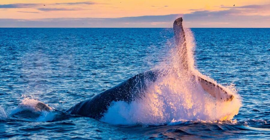 From Reykjavik: Full Day Whale Watching & Golden Circle Tour - Thingvellir National Park: the UNESCO stop you can actually walk