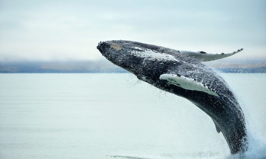 From Reykjavik: Full Day Whale Watching & Golden Circle Tour - Who should book this tour, and who might want a quieter plan