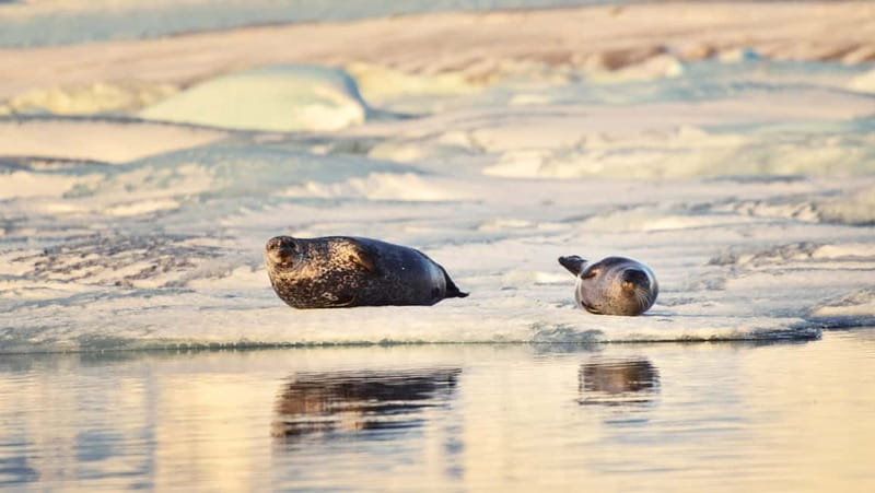 From Reykjavik: Glacier Lagoon and Fjaðrárgjúfur Canyon Tour - Key things I’d circle before you book
