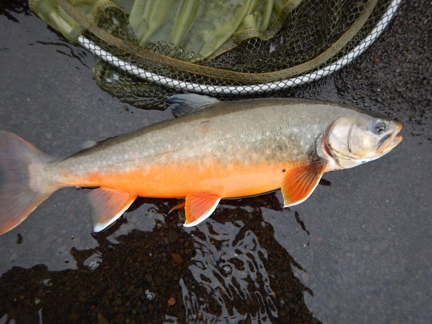 From Reykjavik: Lake and River Fishing Tour - Catch and Release, Plus a Clear Fish Limit