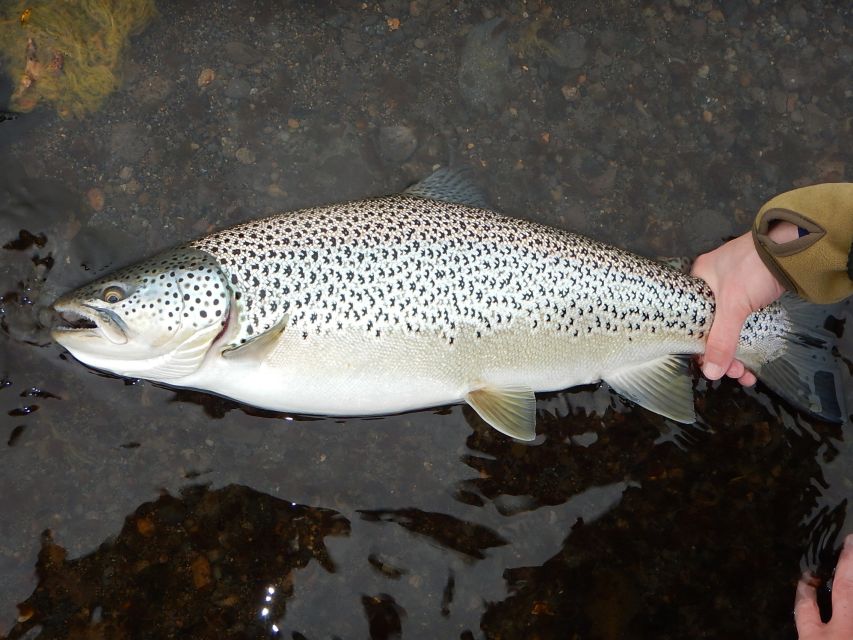 From Reykjavik: Lake and River Fishing Tour - What Is Included, and Why That Changes the Value