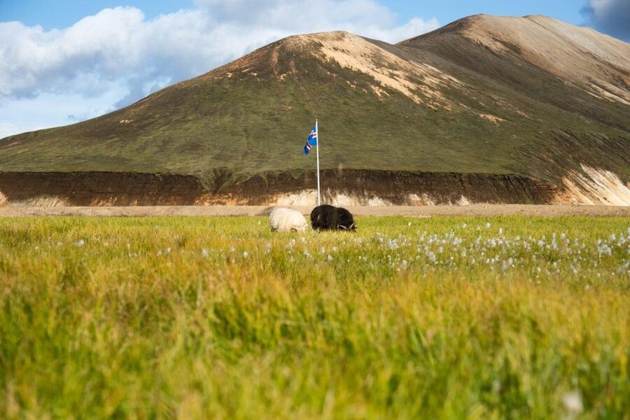 From Reykjavík: Landmannalaugar Day Hike - Should you book the Landmannalaugar Day Hike from Reykjavík?