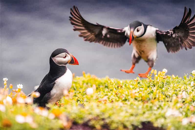 From Reykjavik: Puffin and Volcano Tour in Westman Islands - Key Things to Know Before You Go