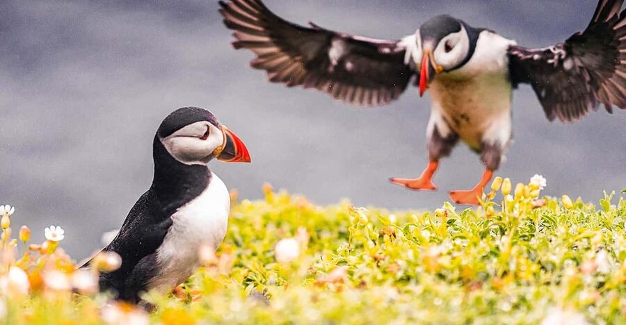 From Reykjavik: Puffin and Volcano Tour in Westman Islands - Westman Islands in One Long Day: Puffins, Lava, and Eldfell