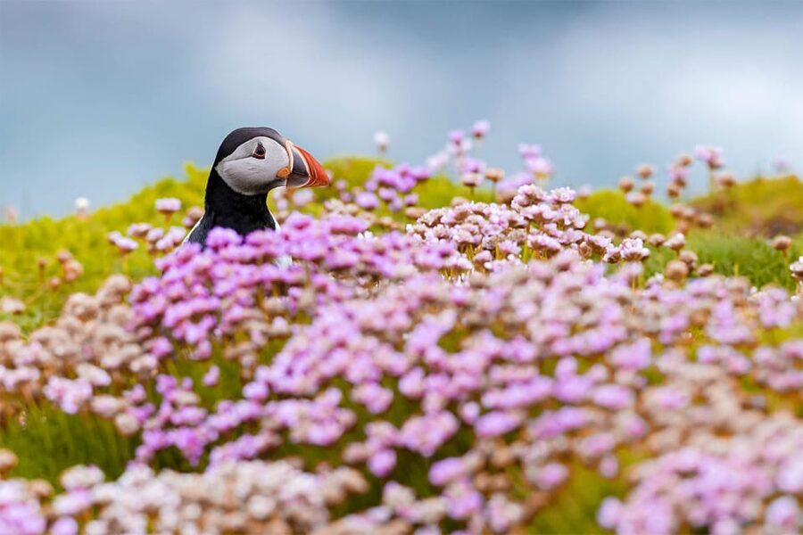 From Reykjavik: Puffin and Volcano Tour in Westman Islands - Stórhöfði Cape Puffin Watching: How to Make This Part Count