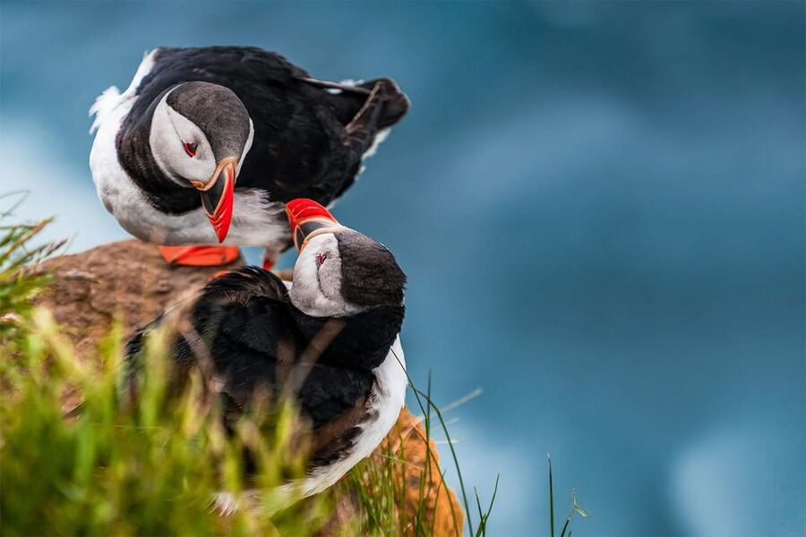 From Reykjavik: Puffin and Volcano Tour in Westman Islands - Skansinn The Fort and the Viking Wood Church: History by the Harbor
